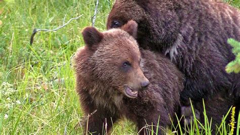 16 Month Old Grizzly Cub Siblings Wrestling In Jasper Alberta Youtube