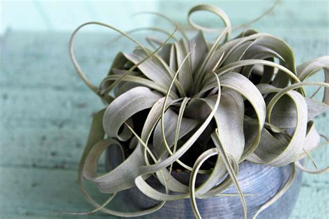 25 Air Plant Types To Grow Indoors
