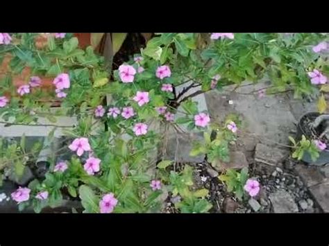 Aneka bunga cantik d rumahku - YouTube