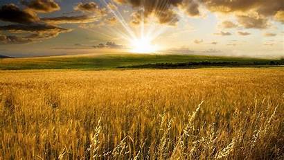 Field Wheat Wallpapers Sunset Desktop Colorful Nature