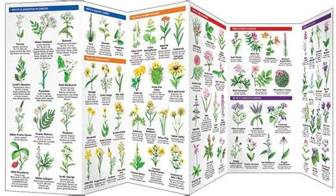 Nebraska Trees And Wildflowers Pocket Guide