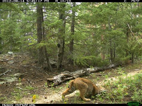 Romping And Rolling In The Rockies Bobcat And Bear Cub Stories