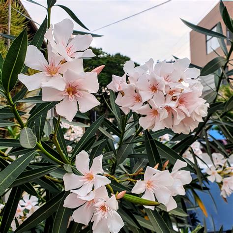 Nerium Oleander Espirradeira Biologia Da Paisagem
