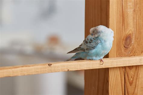 Muhabbet Kuşlarında Uyku Alışkanlığı Ve Düzeni Heymypet