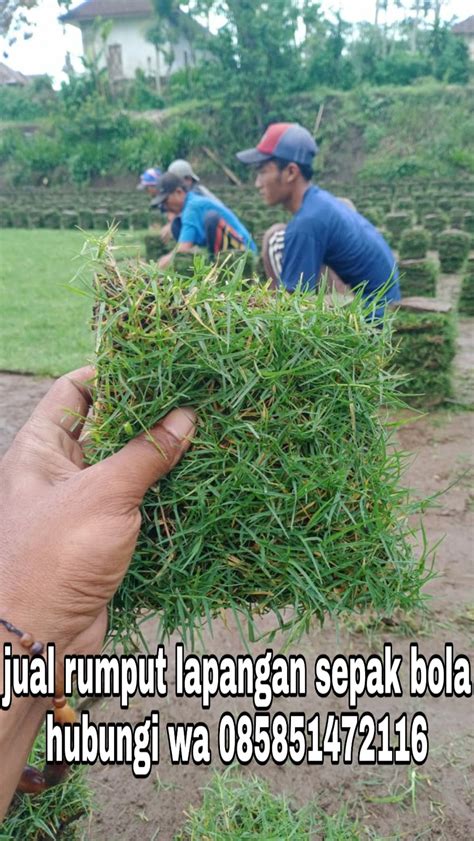 Menyediakan lowongan tukang bangunan di jakarta dan sekitarnya. INFO HARGA RUMPUT TAMAN MALANG TERBARU TAHUN 2021 - Rumput ...