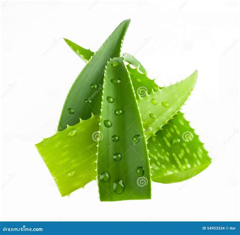 Fresh Aloe Vera Leaves With Water Drops Isolated On White Stock Photo