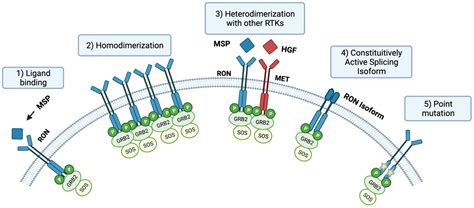 Cancers Free Full Text The Mst1rron Tyrosine Kinase In Cancer