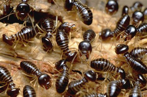 How To Conduct Your Own Termite Inspections Before Buying A Home