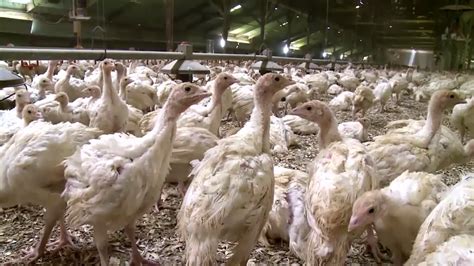 Case Of Avian Influenza Commonly Known As Bird Flu Confirmed In Indiana Poultry Flock Wttv