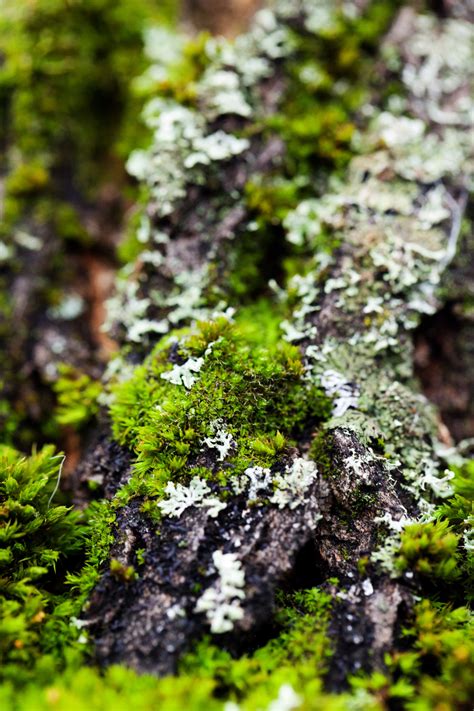 Detail Of Moss Free Stock Photo Public Domain Pictures