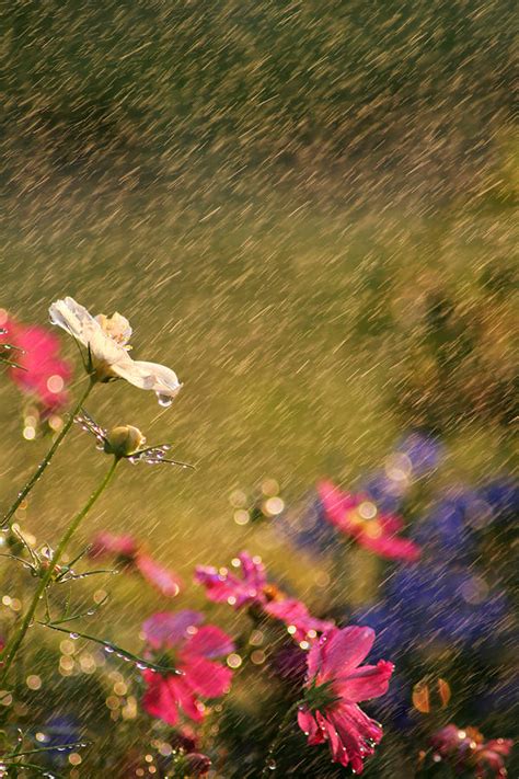 Summer Rain Photograph By Darren Fisher