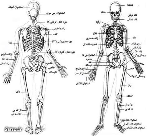 خبرگزاری آريا عکس اسکلت بدن انسان زن و مرد آناتومي