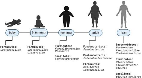 Frontiers Gut Microbiota And Obesity New Insights