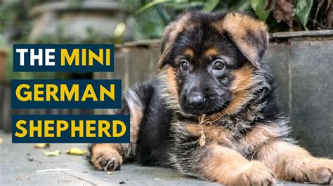 Miniature German Shepherds Breed Guides Allgshepherds