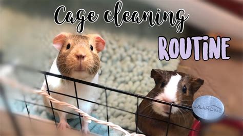 Guinea Pig Cage Cleaning Routine Piggie Perfection Youtube