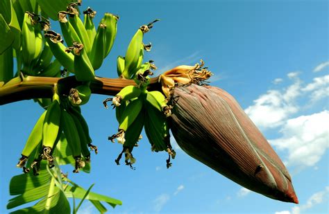 How To Grow A Banana Tree Garden And Happy