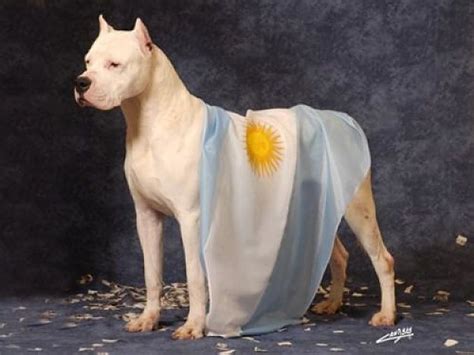 👍10 Características Sorprendentes Del Dogo Argentino Mil Mascotas
