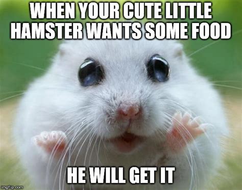 Hamster Cute Imgflip
