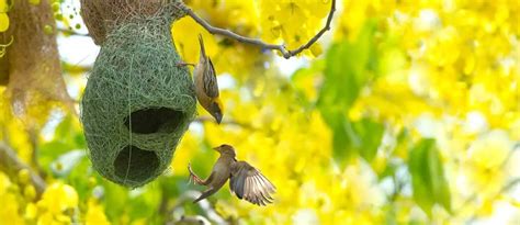 All 13 Types Of Bird Nests With 30 Species Examples
