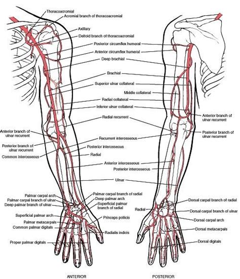 Arteries Of Upper Extremity Anatomy Flashcards Arteries