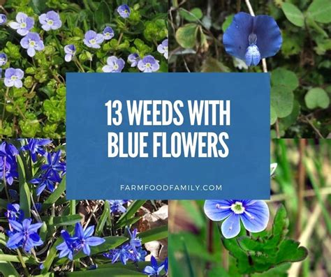 13 Weeds With Blue Flowers Identification And Control Methods
