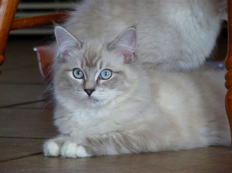 Rehome buy and sell, and give an animal a forever home with preloved! Sasha - Blue Mitted Lynx Ragdoll Cat | Ragdoll Kittens ...