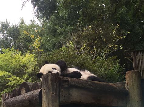Panda Updates Wednesday October 18 Zoo Atlanta