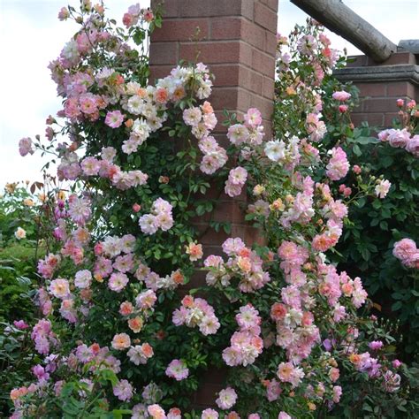 Phyllis Bide David Austin Roses Climbing Roses Growing Roses
