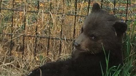 B C Court Dismisses Judicial Review Of Conservation Service In Dawson Creek Bear Cub Killing