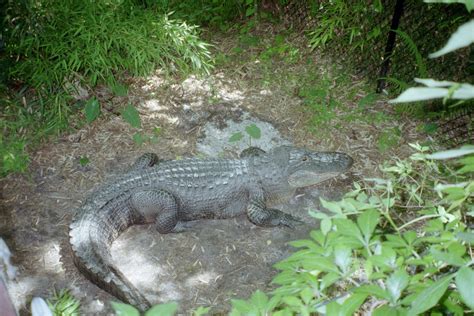 American Alligator Zoochat