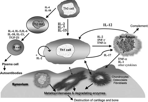 Fig 2 Cytokine Profile In Ra Synovium Activated T Cells Stimulate