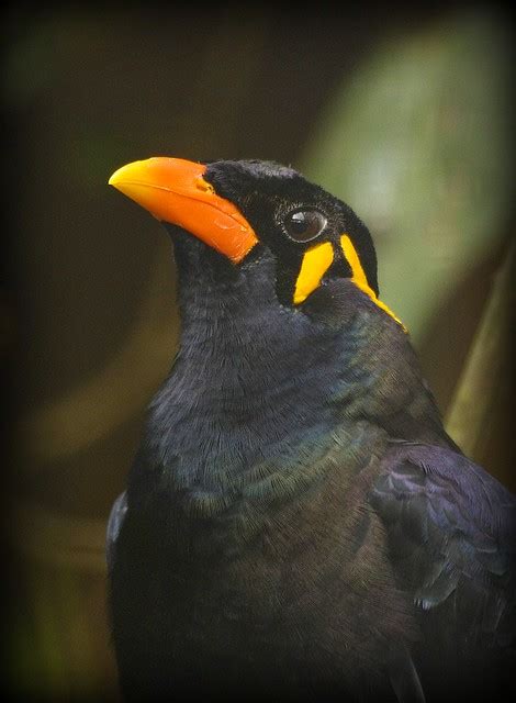 Java Hill Mynah Bird Flickr Photo Sharing