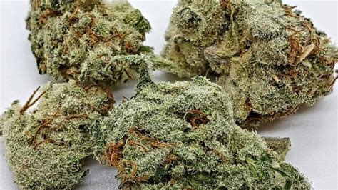 Mandarin Cookies Cannabis Delivery 7 Grams Hybrid Cannabis