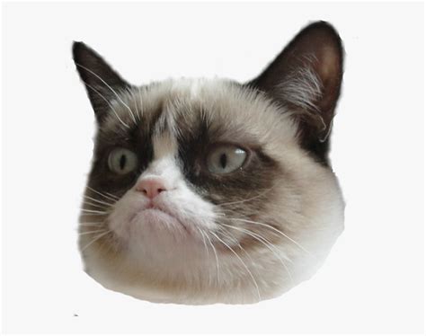Transparent Funny Faces Png Grumpy Cat Face Transparent