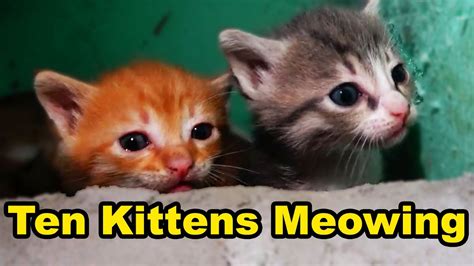 Kitten Talks To Me Ten Baby Kittens Meowing Too Much Cuteness All