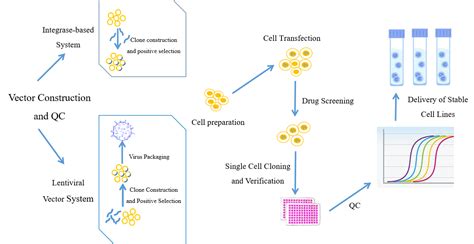 Gene Overexpression Cell Line Construction Service Creative Bioarray