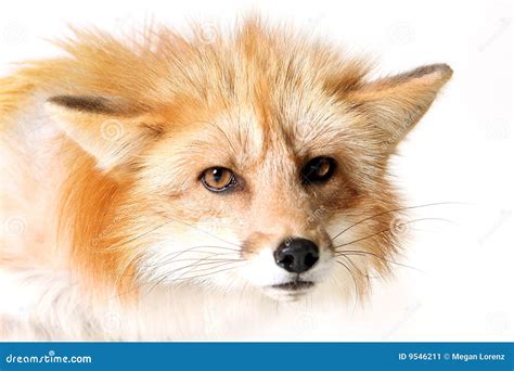 Angry Fox Stock Image Image Of Animal Mammal Angry 9546211