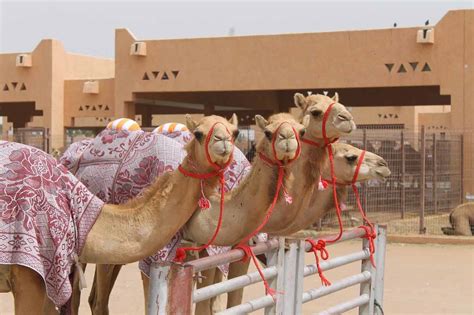 Medeor hospital 24×7, sheikh khalifa bin zayed road, bur dubai. Top Places to Visit in Al Ain in UAE