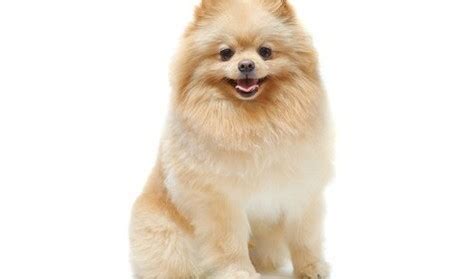 Dogs are one of the most popular pets in india. Adorable Pomeranian Dog Breeds In India - l2sanpiero