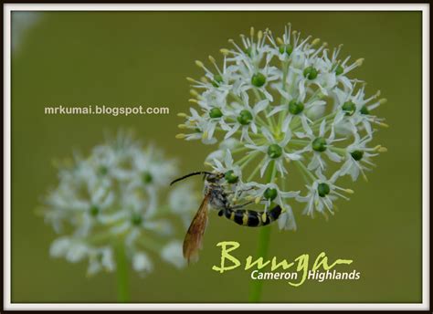 Berkumpul dan bertolak hari kedua 6.00 pagi : mrkumai.blogspot.com: Bunga di Cameron Highlands @ Zahra ...