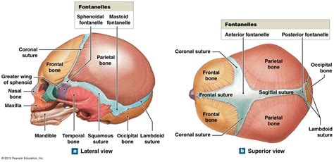 Want to learn more about it? infant skull and fontanelles | Skull anatomy, Human ...