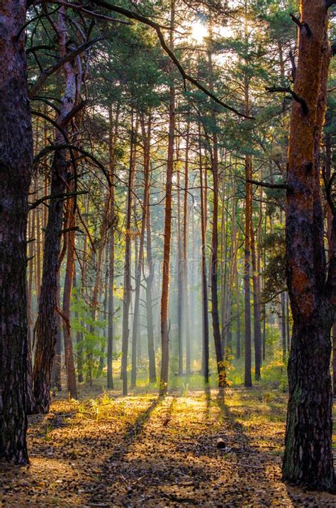 Early Morning In The Autumn Pine Forest Stock Image Image Of Forest
