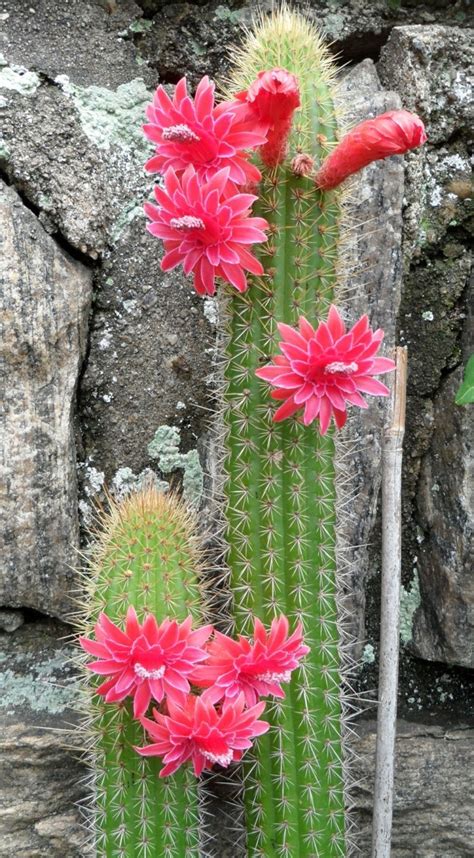 Cacti live in the desert, so you may be tempted to. 10 cacti species that impress you - Decoration Solutions