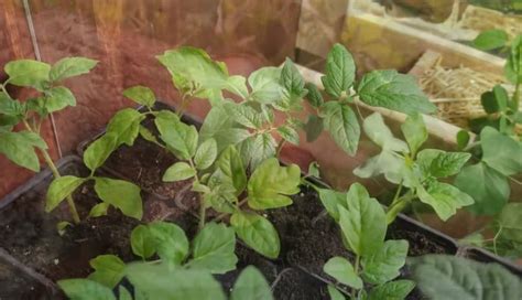When To Transplant Tomato Seedlings From Seed Tray