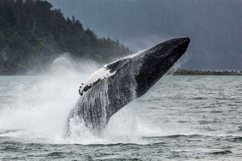 Whale Watching And Mendenhall Glacier Book Alaska Excursions