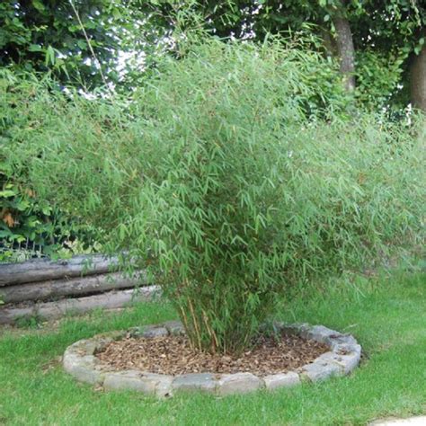 Achetez vos fargesia sur le catalogue de notre pépinière en. Bambou non Traçant en Pot 7 litres, 15 L, 25 L, etc ...