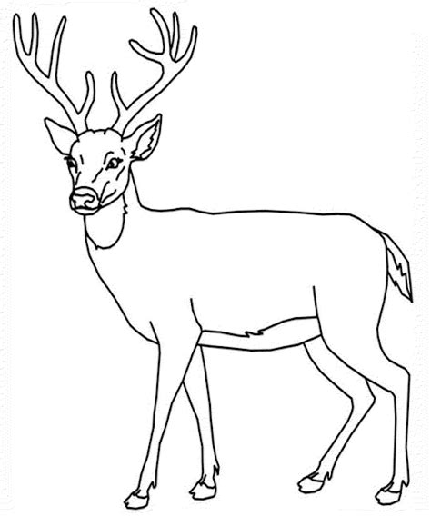 12 Pics Of Big Whitetail Deer Coloring Pages Big Deer Coloring