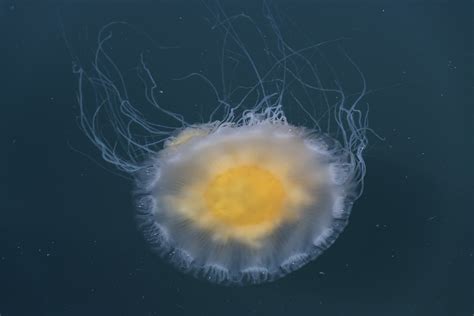 Are there jellyfish in the sunshine coast bc? Fried-Egg Jellyfish (aka Egg-Yolk Jellyfish ...