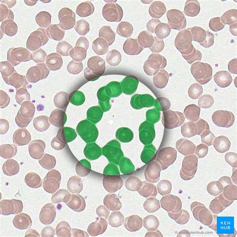 Types Of Blood Cells Kenhub