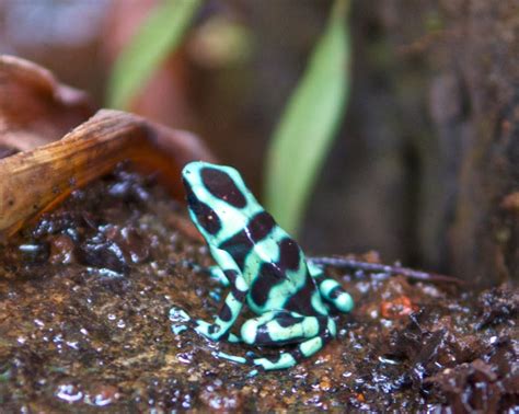 Tamarindo Costa Rica Daily Photo Colorful Patterns On Poison Dart Frog